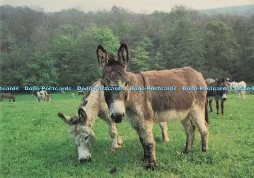 D284846 Devon Sidmouth Einige Esel im Donkey Sanctuary Sovereign Druck G