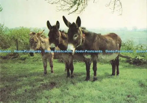 D284847 Devon Sidmouth Einige Esel im Donkey Sanctuary Sovereign Druck G