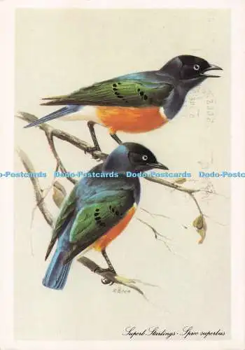 D282578 Birdland Bourton im Wasser Gloucestershire Superb Starlings Spreo Sup