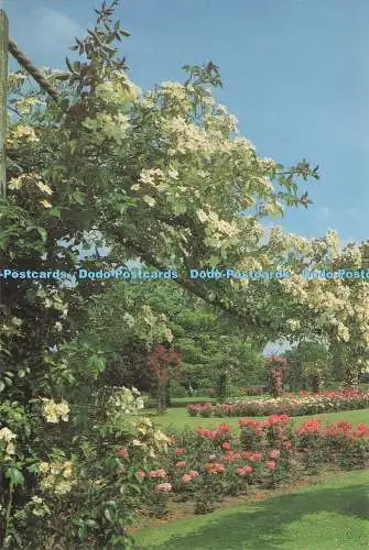 D282579 Weather Hill The Rose Garden Royal Horticultural Society Garden Burgess