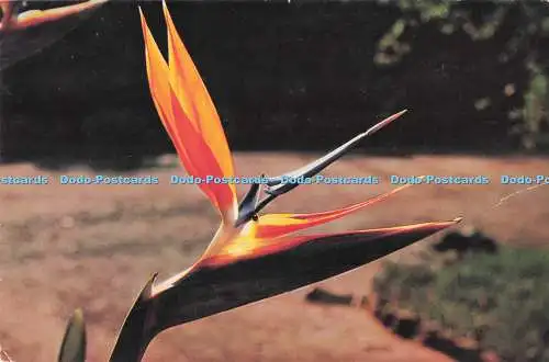 D287108 Crane Flower Terence J McNally Kapstadt Frotteepresse