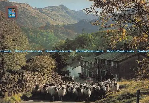 D278008 Borrowdale Seatoller Driving Sheep Sanderson and Dixon 1986