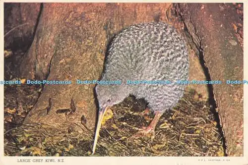D287130 N Z Large Grey Kiwi P P L Hastings