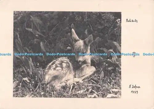 D287163 Hirsch Dr A Defner Igls Bei Innsbruck PM Crawley Sussex 1960