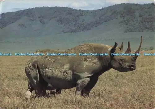 D278054 Nashorn im Ngorongoro Krater F Bucher