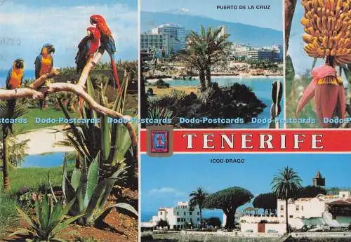 D278066 Tenerife Icod Drago Fisa Armando Perez Multi View