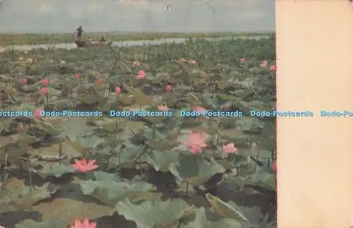 D284950 Provinz Shantung Weisham See Fremdsprachen Presse China