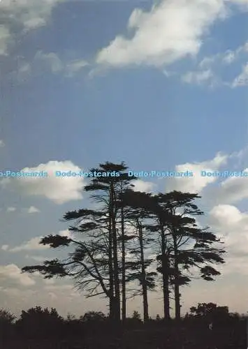 D284988 Silhouette Kapitel und Vers Bilder und Editionen Derek Harris