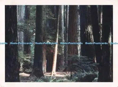 D287239 B C Vancouver Island Cathedral Grove Phantom Press Terry Patterson