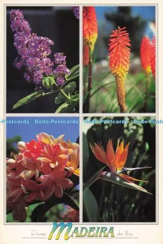 D282739 Madeira Flores da Ilha Dima Peter Wirtz Multi View