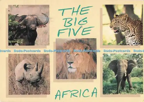 D287309 Afrika The Big Five Löwen Leopard Foto Safari D Allen 1997 Multi View