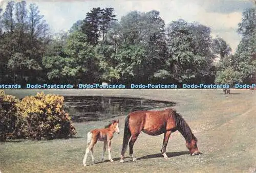 D282779 New Forest Mare and Foal J Arthur Dixon Ltd 1974