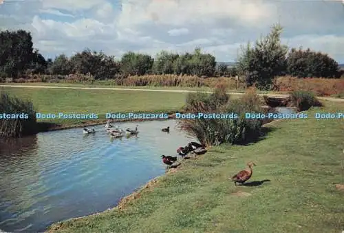 D278197 Gloucestershire Slimbridge The Wildfowl Trust J Arthur Dixon 1960