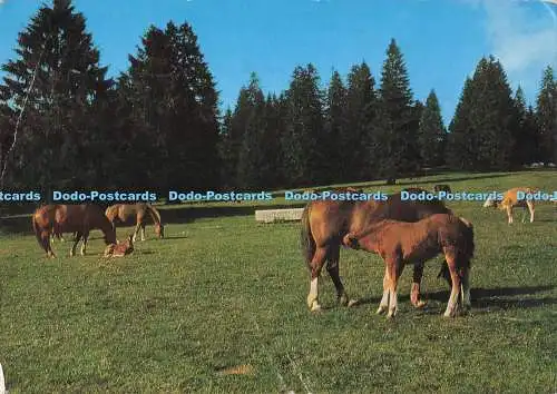 D282781 Chevaux des Franches Montagnes Perrochet 1988