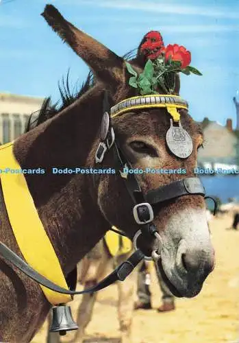 D282782 Donkey John Hinde Ltd E Ludwig