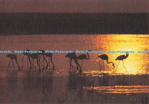 D287330 Reflet de Camargue S L Cliche Claude Noyer