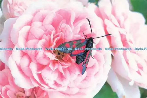 D287348 Five Spot Burnet Moth Sunniva Harte Abacus