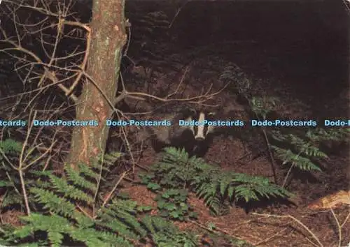 D278234 Dachs Meles Meles in Pine Plantation Judges C 4618 X D L Fuß