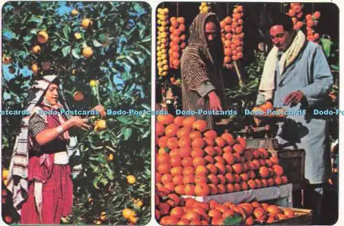 D282904 Souvenir de Tunisie Cueillette et Commerce d Oranges Kahia Multi View
