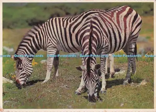 D280617 Kaphalbinsel Zebras grasen entlang der Straße im Cape Point Nature Re