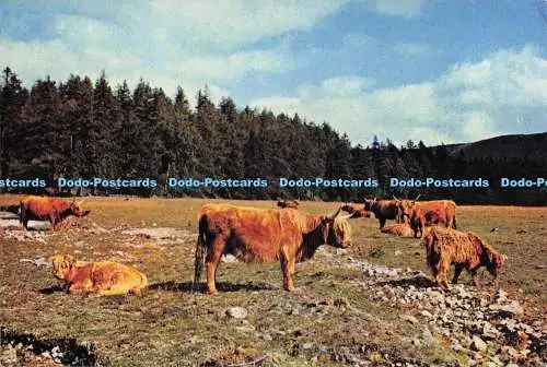 D287539 Aberdeenshire Deeside Highland Cattle at Invercauld J Arthur Dixon Ltd S