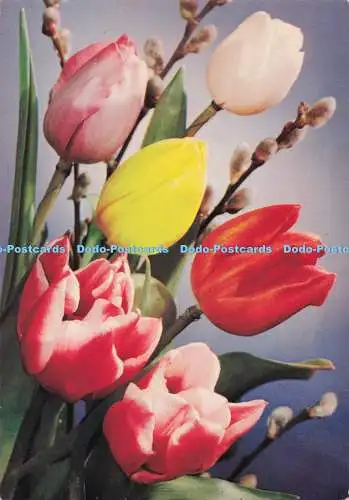 D278439 Frühblühende Tulpen J Arthur Dixon 1983