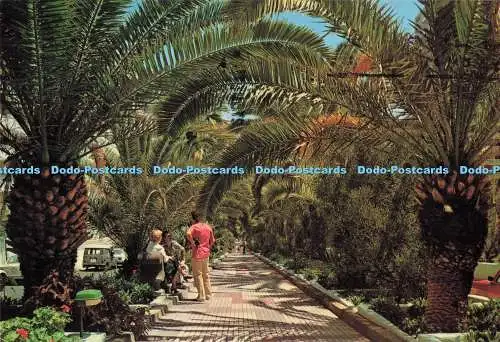 D285332 Puerto de la Cruz Tenerife Paseo de las Palmeras Anibarro No 67