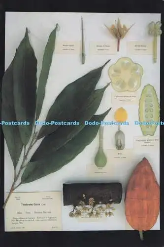 D283073 Harvard University Botanical Museum Chocolate Theobroma Cacao L Leopold