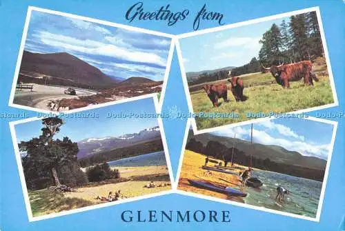 D287576 Grüße vom Glenmore Ski Road Loch Morlich Highland Cattle White Heat