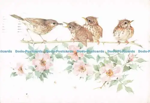 D287605 Vögel sitzen auf einem Ast 1988