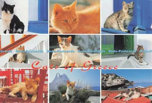 D287627 Katzen Griechenlands D Haitalis Multi View