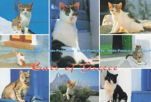 D287628 Katzen Griechenlands D Haitalis Multi View