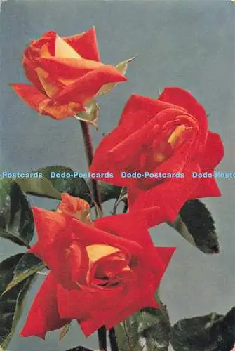 D285410 Rose Mme l Dieudonne J Arthur Dixon Ltd 1966
