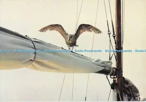 D283179 Oiseaux de Bretagne Goeland Grisard Art Jos Iris Mexichrome