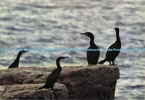 D283182 Cormorans sur les Rochers Art Jos Iris Mexichrome