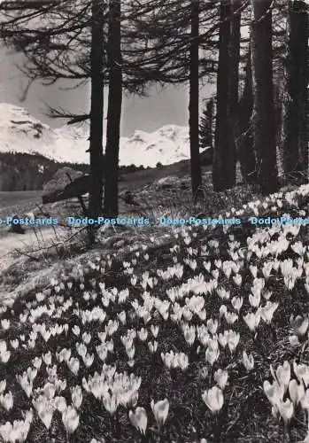 D278613 Krokus Bei St Moritz O Rutz