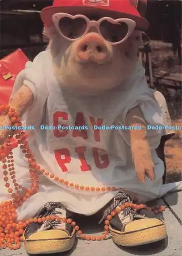 D278645 Gay Pig The American Postcard Camden Graphics George Dudley