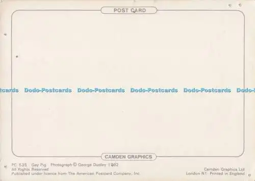 D278645 Gay Pig The American Postcard Camden Graphics George Dudley
