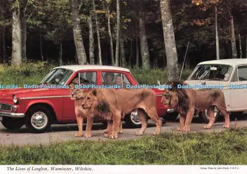 D280865 Wiltshire Warminster The Lions of Longleat John Hinde Ltd