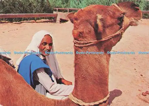 D285574 Tunesie Camel Driver Resting Societe Carthage Tunis