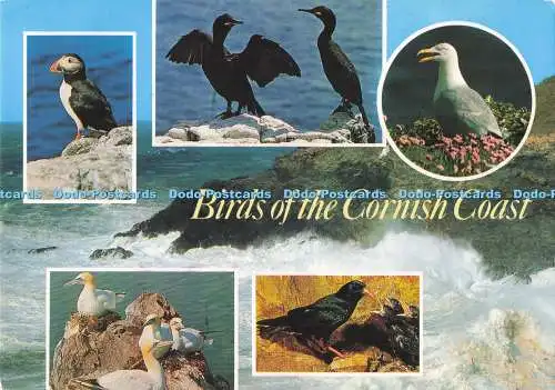 D287842 Birds of the Cornish Coast Papageientaucher Shag Hering Gull J Salmon Ltd Camerac