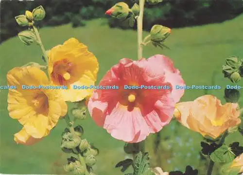 D285624 Althaea Rosea Stehli Nr 2130