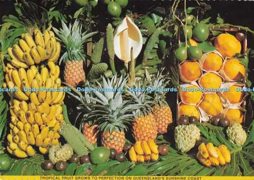 D287943 Tropische Früchte wachsen perfekt auf Queensland Sunshine Coast Bananen