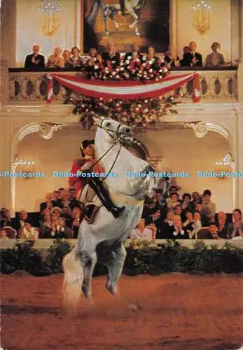 D285852 Wien Spanische Hofreitschule Richard Pietsch und Co Nr 46132 1981