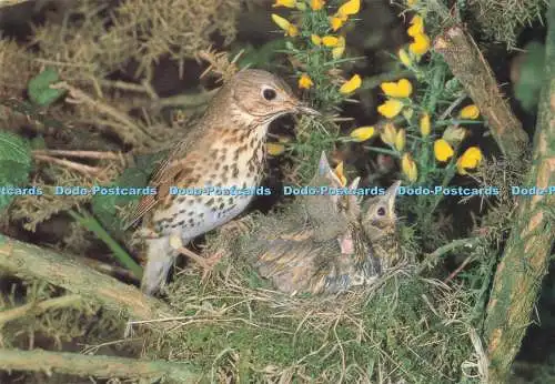 D285880 Song Trush Songfosters E T W Dennis and Sons Ltd Photocolour Bird Series