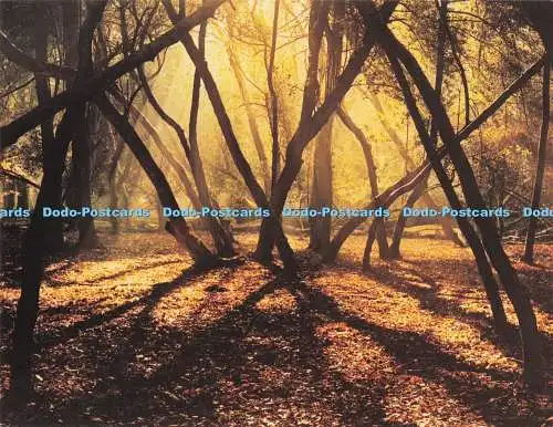 D281229 New Forest Wald im Morgen Englischer Wald Richard Kraus