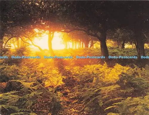 D281233 New Forest Wald im Morgensonnengang Englischer Wald Richard Kraus