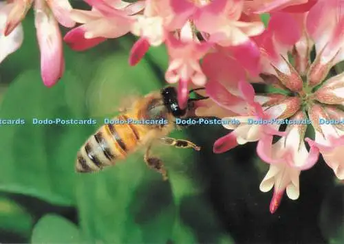 D281245 Arbeiterhonigbiene sammelt Nektar von Astragalus Sinicus Honigbiene Scien
