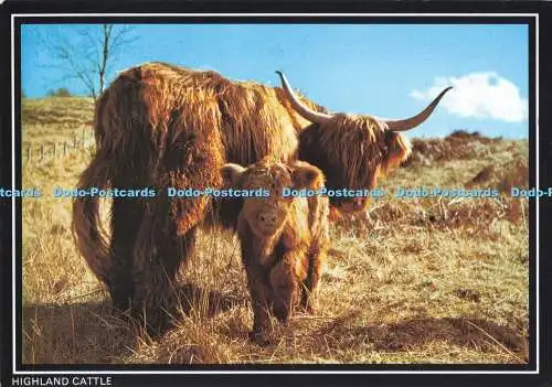 D288293 Hochlandrinder. Whiteholme. Dundee. Ein Hagel Caledonia Produkt. 1988