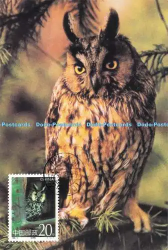 D288452 Asio Otus. Zhang Shiqi